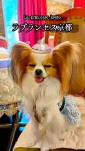 可愛いお客様でした😊🐶 #ラプランセス京都 #烏丸御池 #四 […]