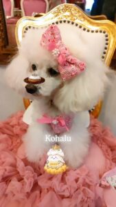 久々の可愛い可愛いお客様投稿📷💕⁡ ⁡⁡ ⁡#ラプランセス京 […]