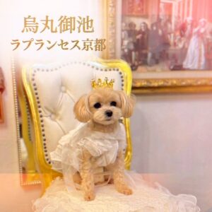 可愛いお客様 👑🤍 #ラプランセス京都 #烏丸御池 #いぬす […]